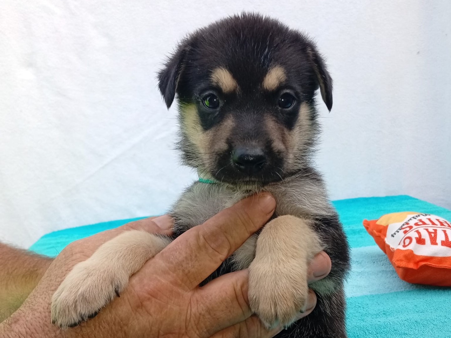 Adotta un cane, taglia grande, maschio, Crotone