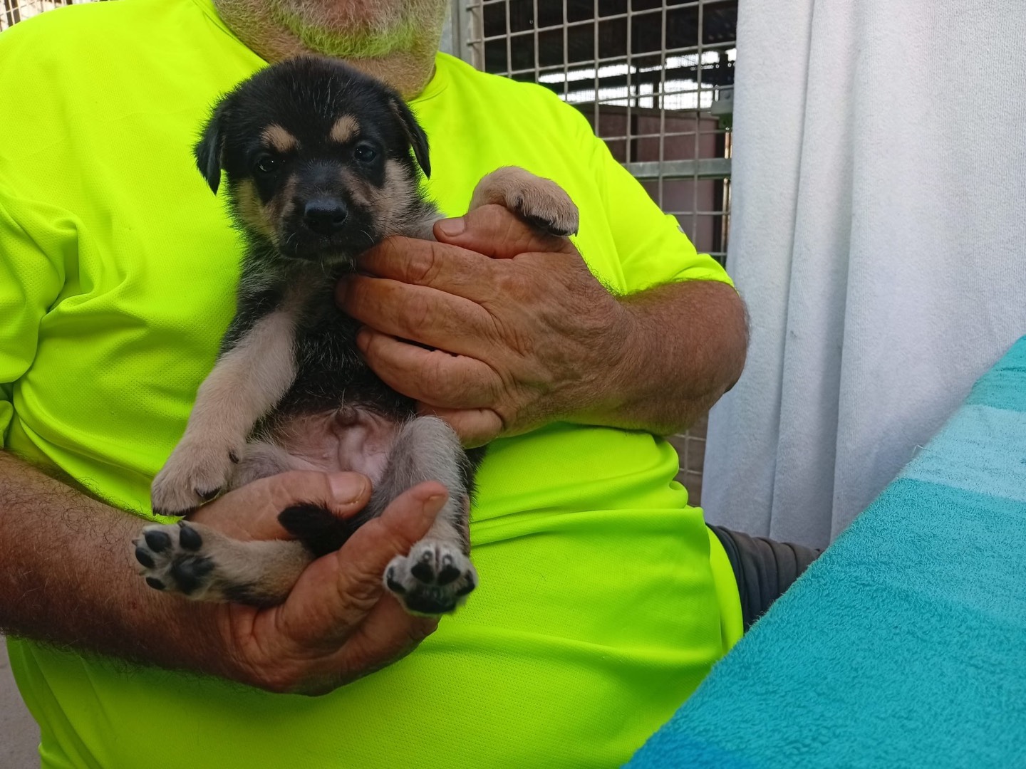 Vuoi adottare un cane a Crotone?