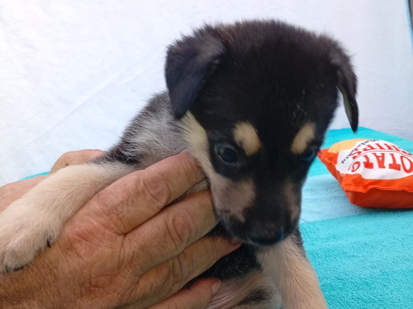 Adotta il cane LEON a Crotone
