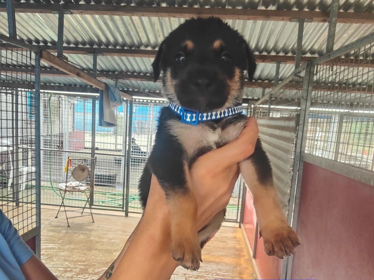Adozione cane, maschio, Razza sconosciuta Razza sconosciuta, 2 mesi, taglia grande, Crotone