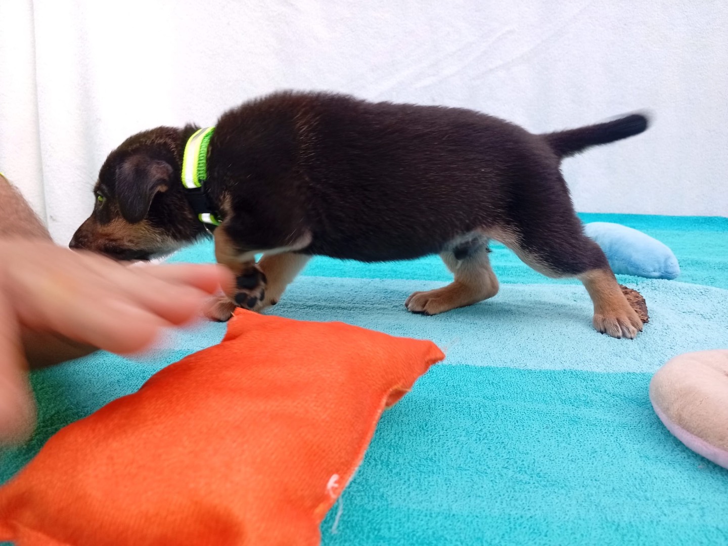 Adotta un cane, maschio, 2 mesi, Crotone