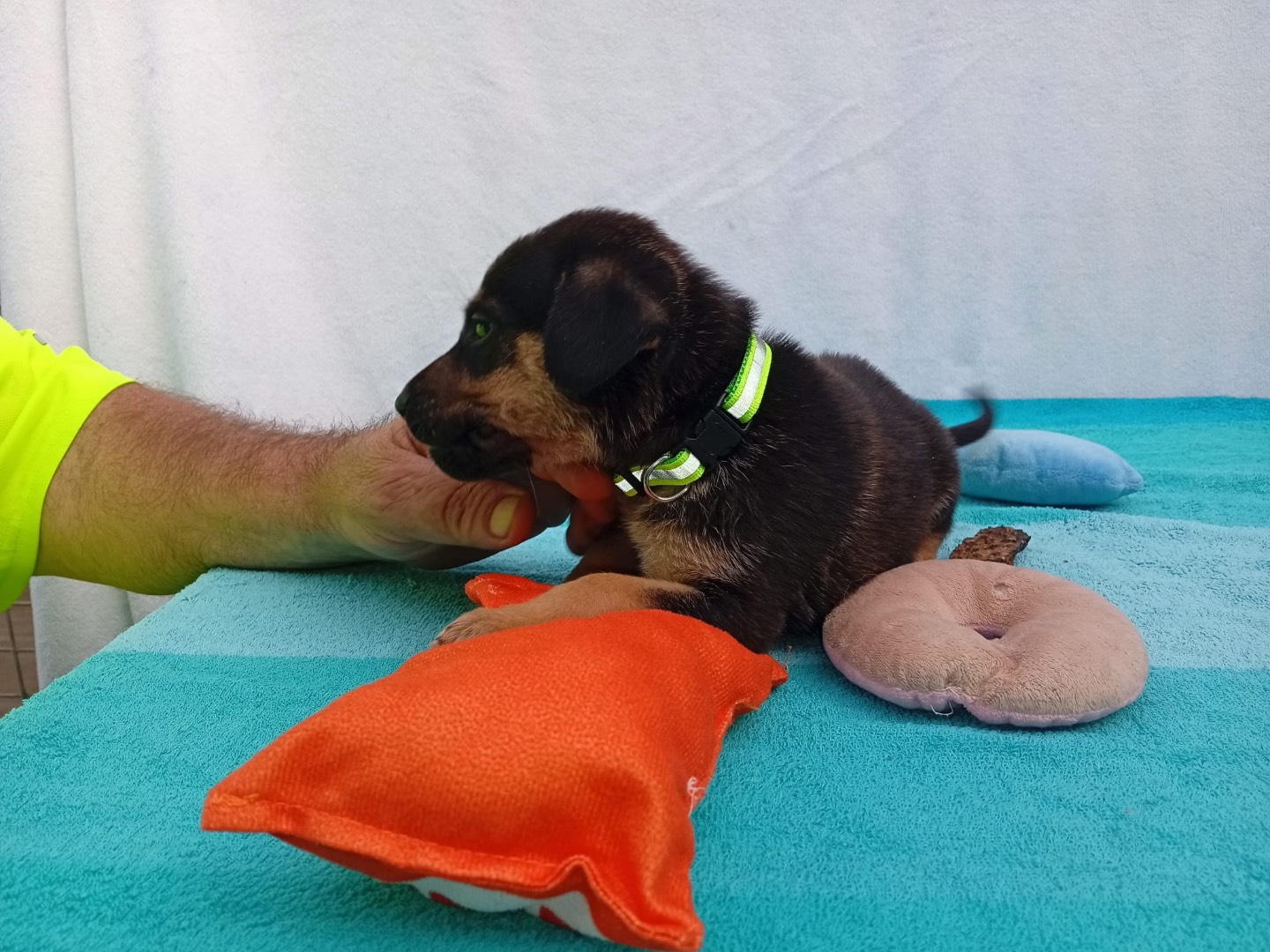 Adotta un cane, taglia grande, maschio, Crotone