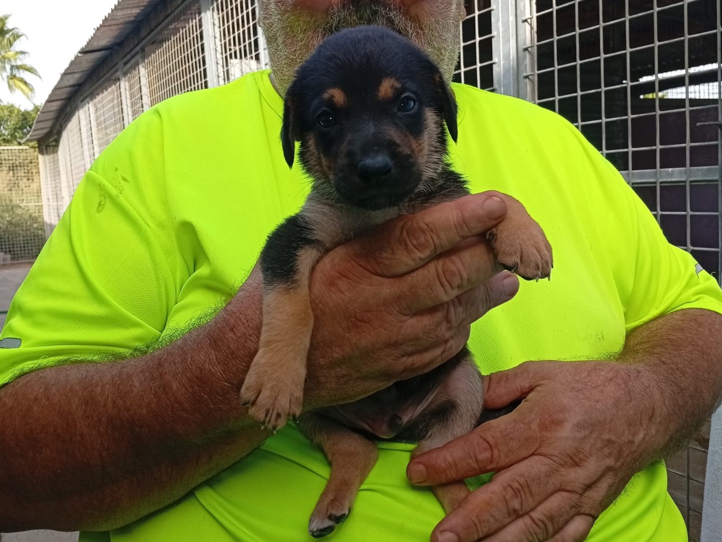 Vuoi adottare un cane a Crotone?