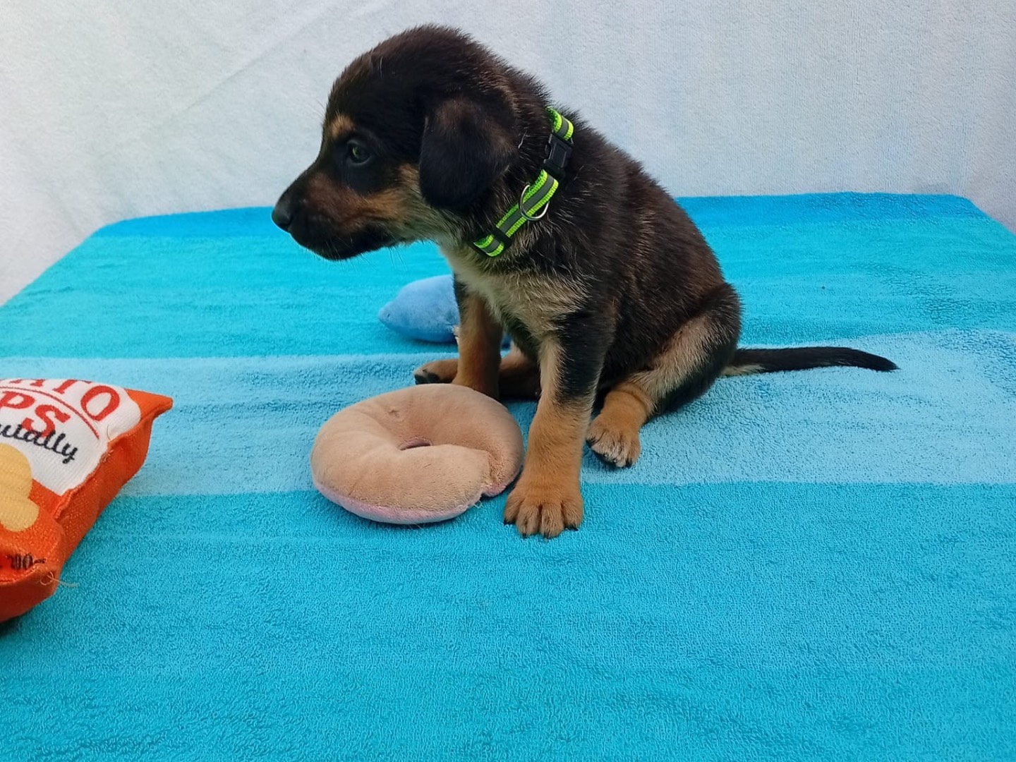 Adotta il cane DUCA a Crotone