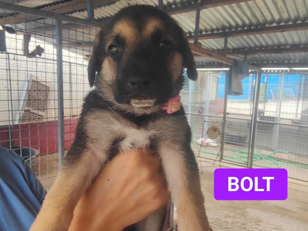 Adozione cane, maschio, Razza sconosciuta Razza sconosciuta, 2 mesi, taglia grande, Crotone