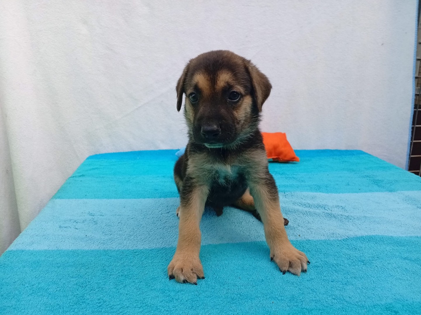 Adotta un cane, maschio, 2 mesi, Crotone