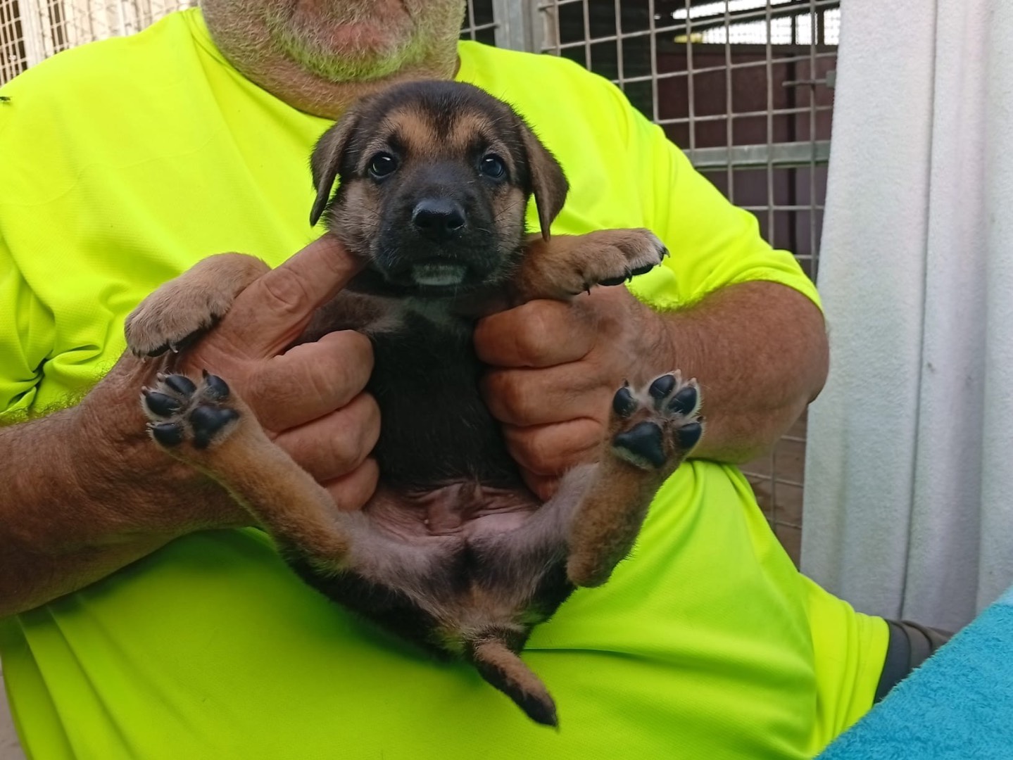 Adotta un cane, taglia grande, maschio, Crotone