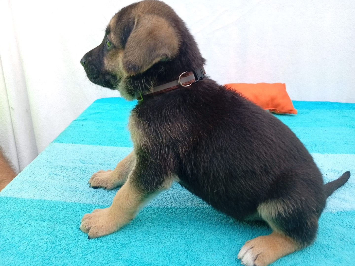 Vuoi adottare un cane a Crotone?