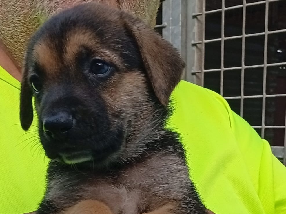 Adotta il cane BOLT a Crotone