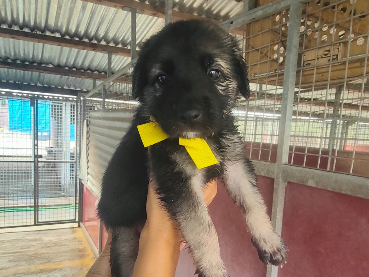 Adozione cane, maschio, Razza sconosciuta Razza sconosciuta, 2 mesi, taglia grande, Crotone