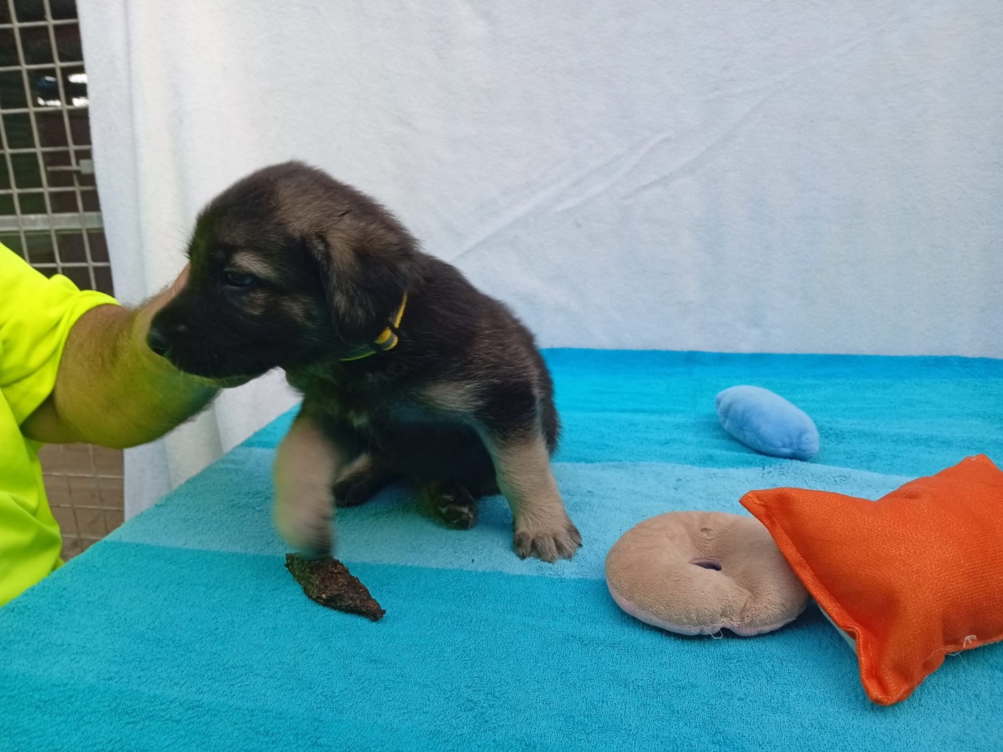 Adotta un cane, maschio, 2 mesi, Crotone