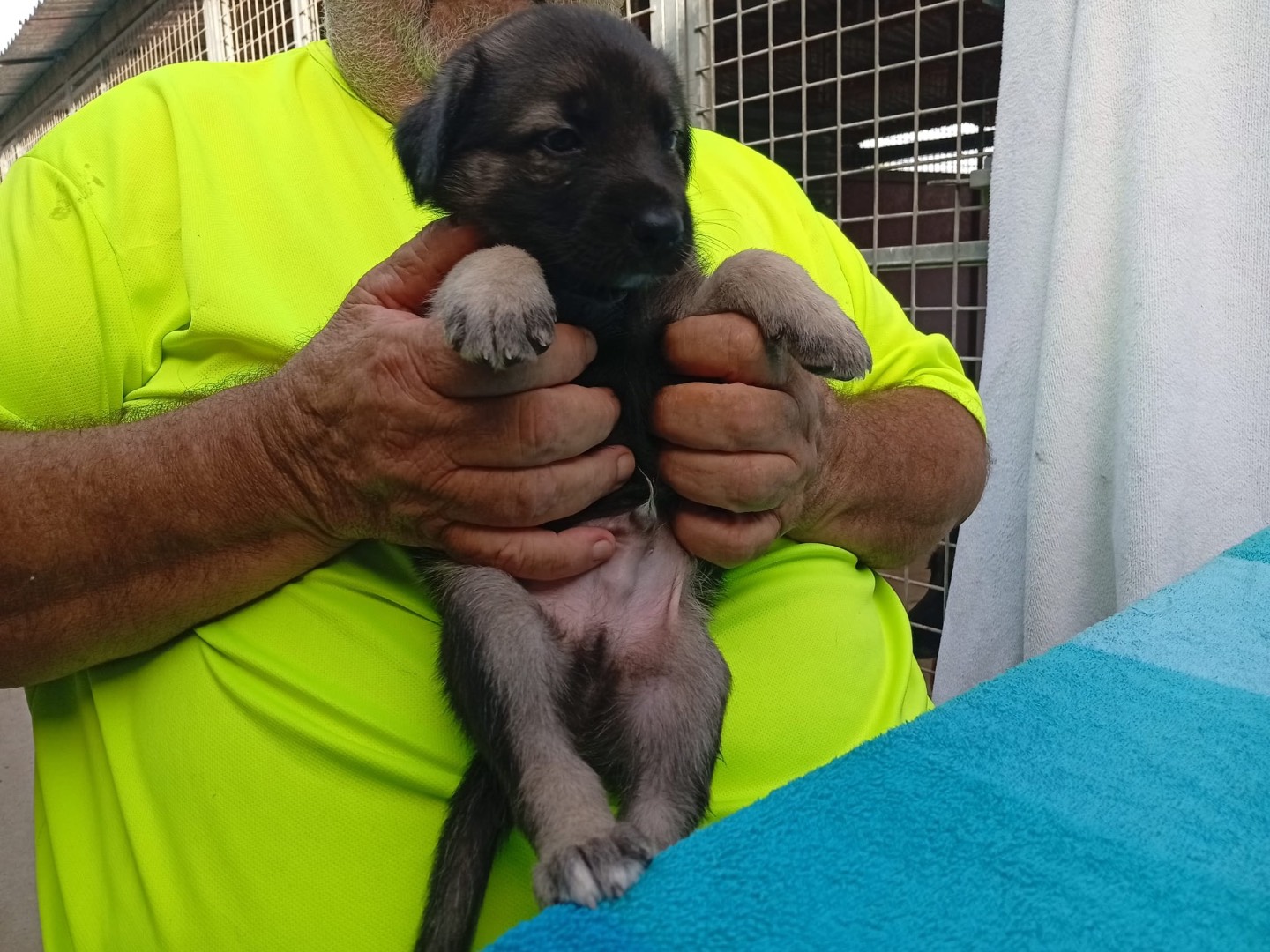 Adotta un cane, taglia grande, maschio, Crotone