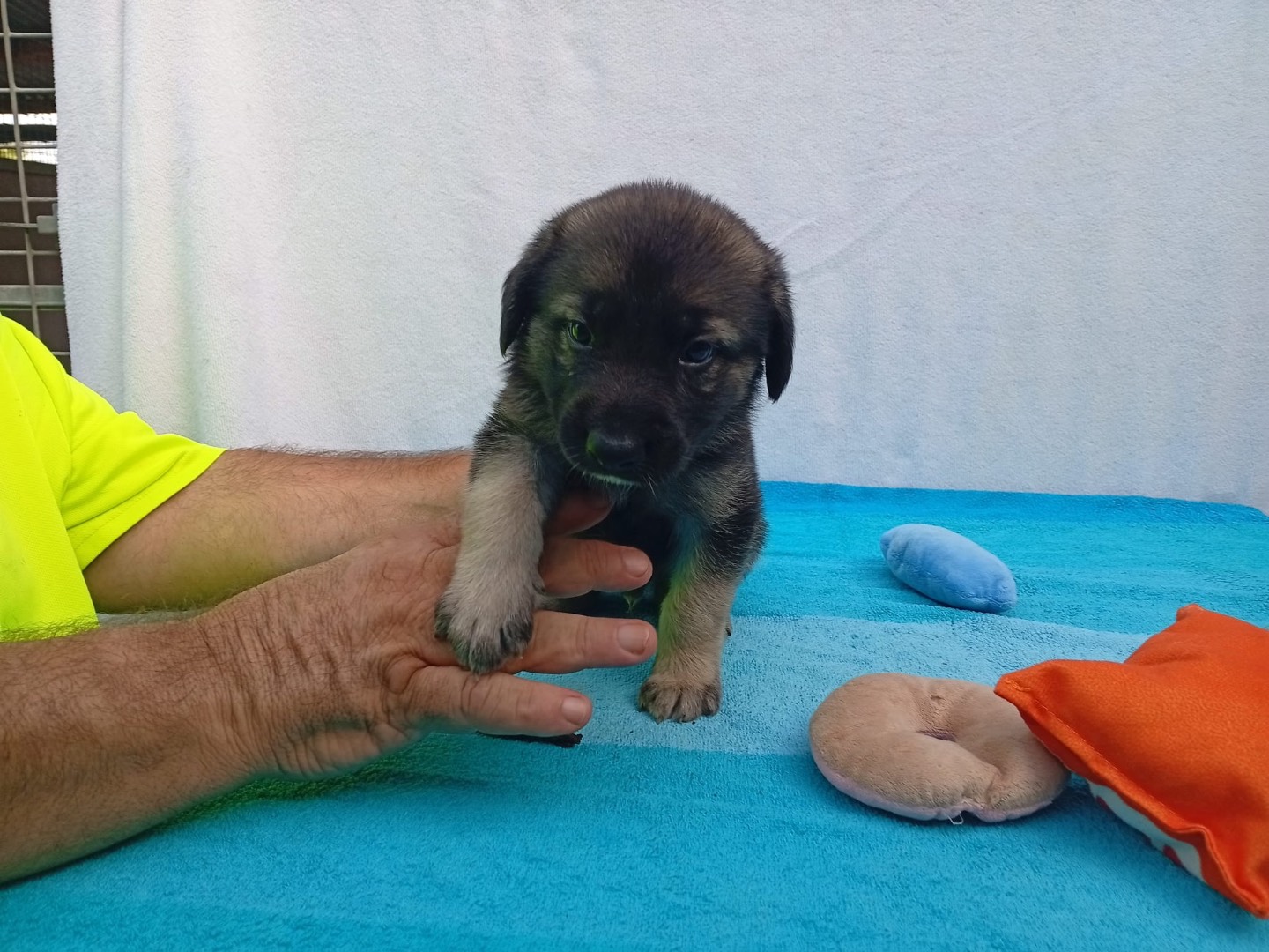 Vuoi adottare un cane a Crotone?