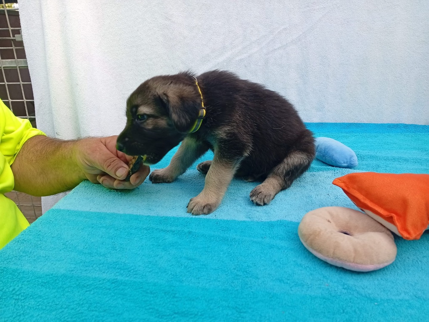 Adotta il cane OTTO a Crotone
