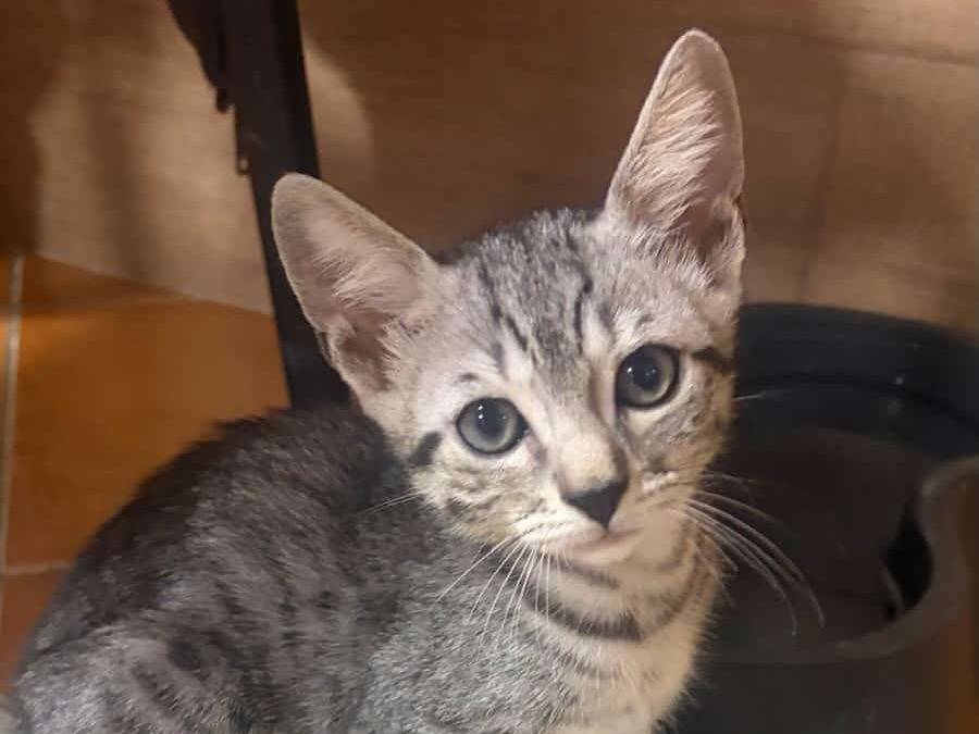 Adozione gatto, maschio, Razza sconosciuta Razza sconosciuta, 3 mesi, taglia non valida, Brescia