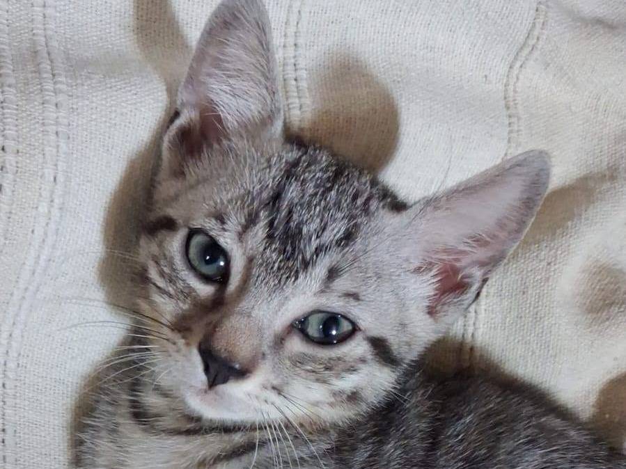 Adotta un gatto, maschio, 3 mesi, Brescia