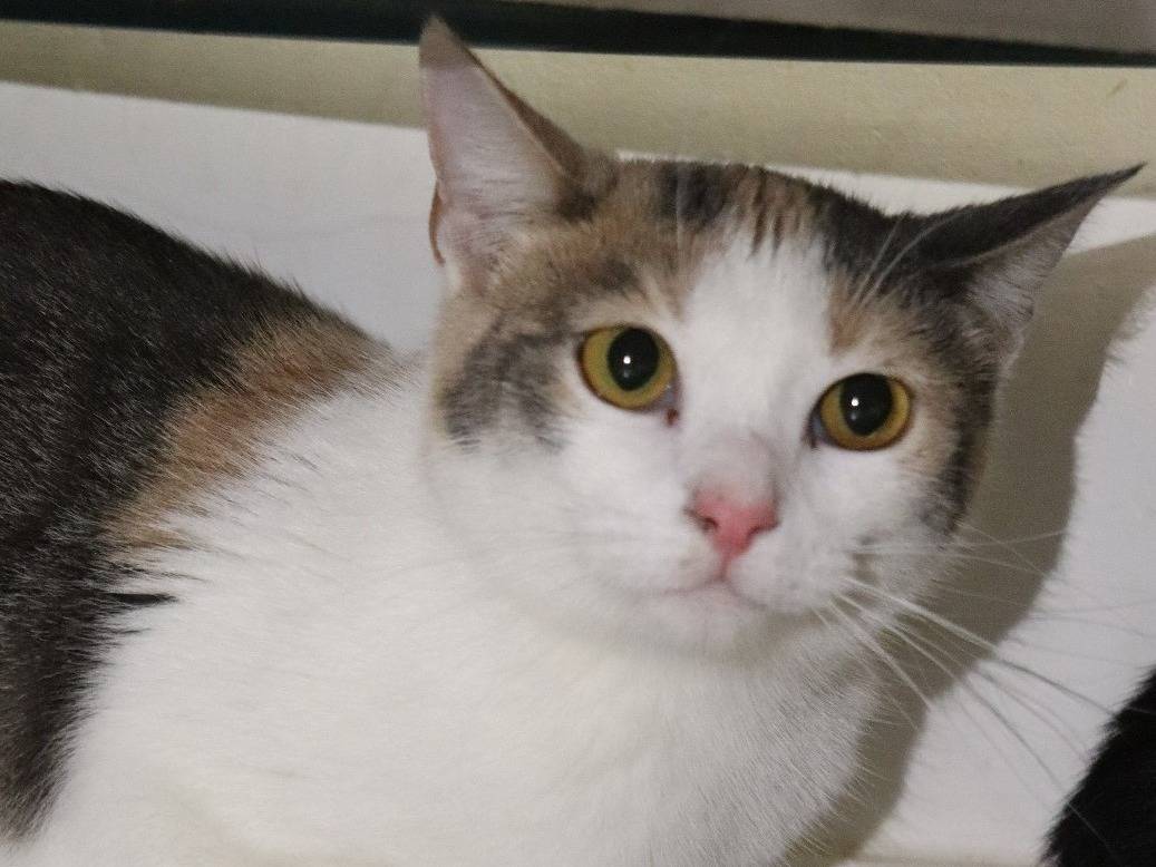 Adozione gatto, femmina, Razza sconosciuta Razza sconosciuta, 2 anni e 3 mesi, taglia non valida, Milano
