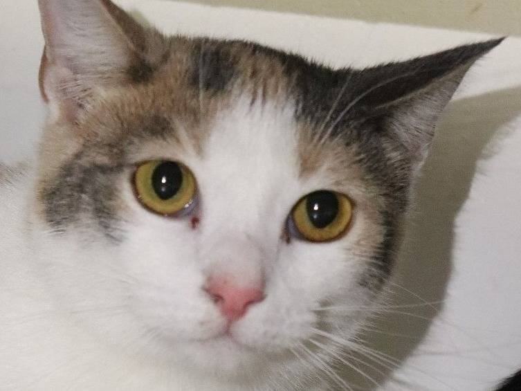 Adotta un gatto, femmina, 2 anni e 3 mesi, Milano