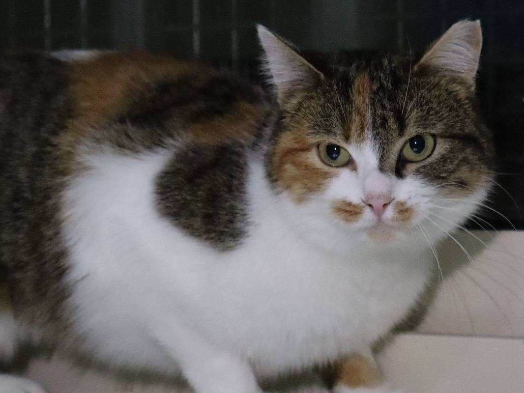 Adotta un gatto, femmina, 2 anni e 8 mesi, Torino