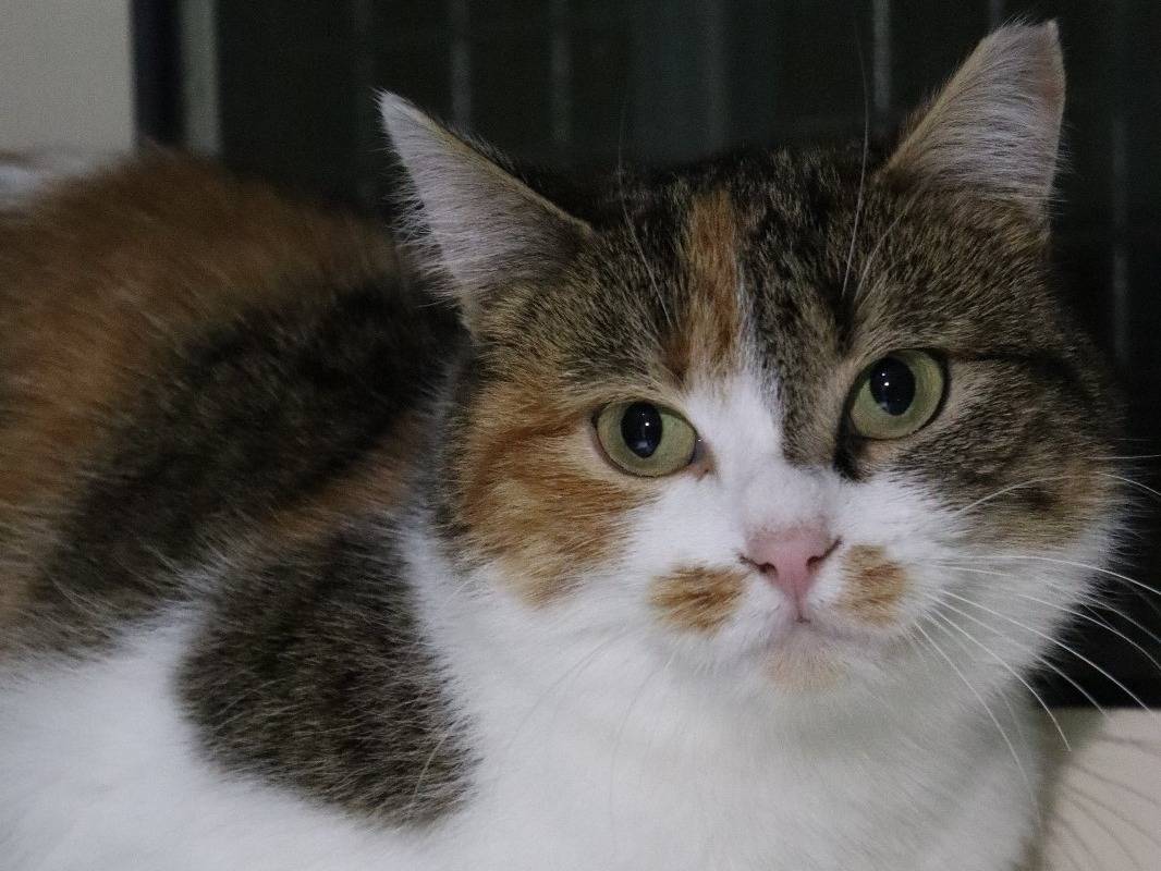 Vuoi adottare un gatto a Torino?