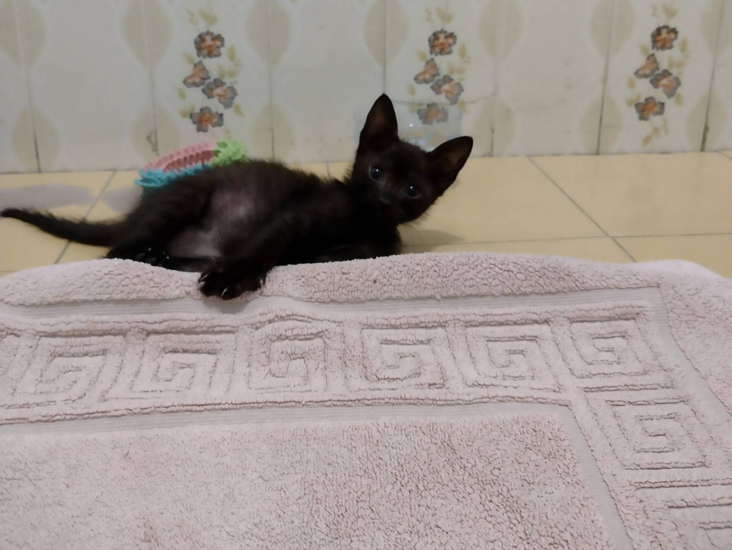 Vuoi adottare un gatto a Catania?