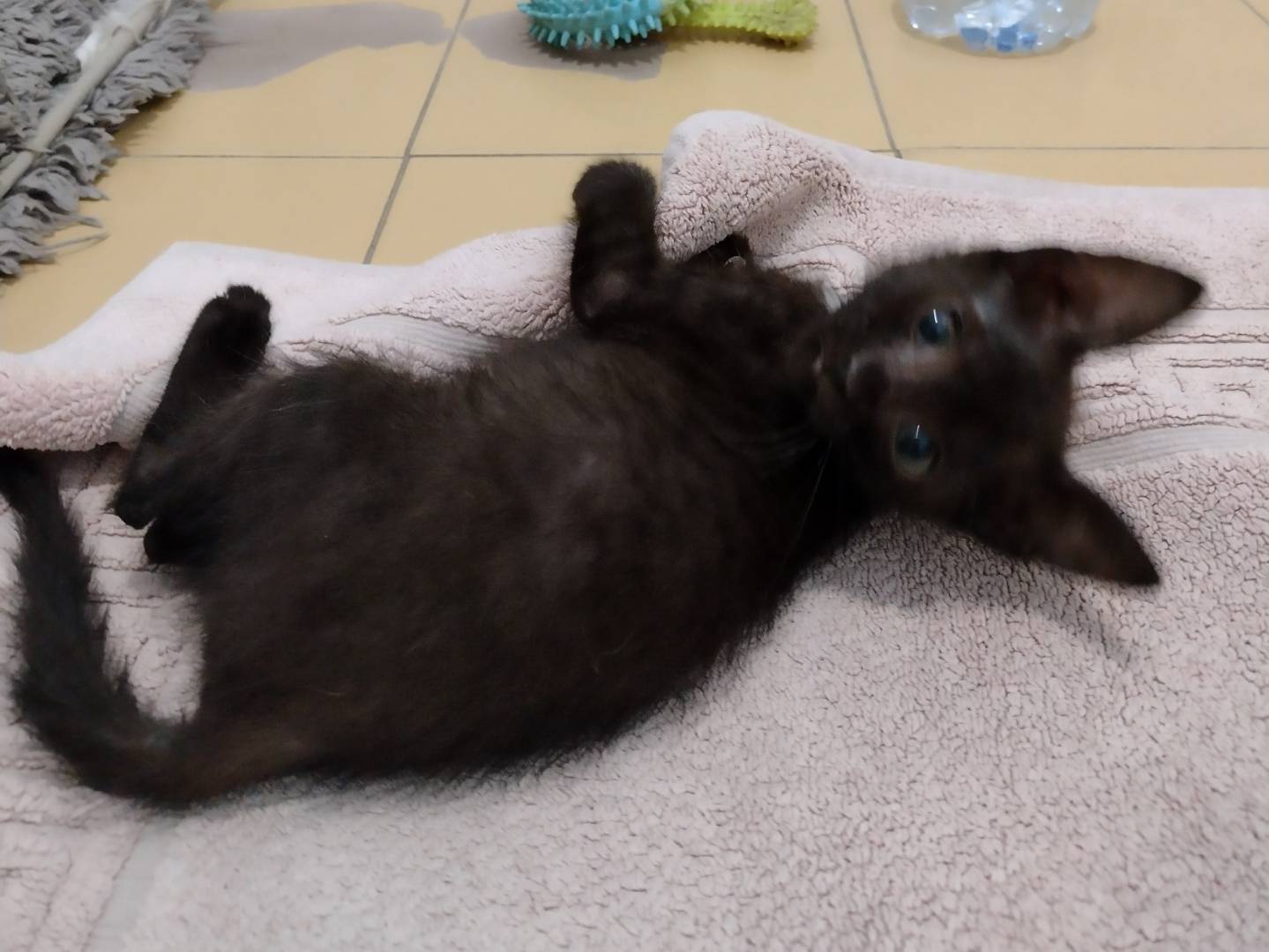 Adotta il gatto Sofì a Catania