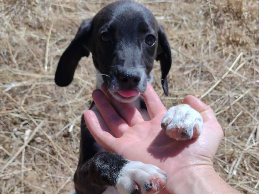 Foto 2 dell'animale