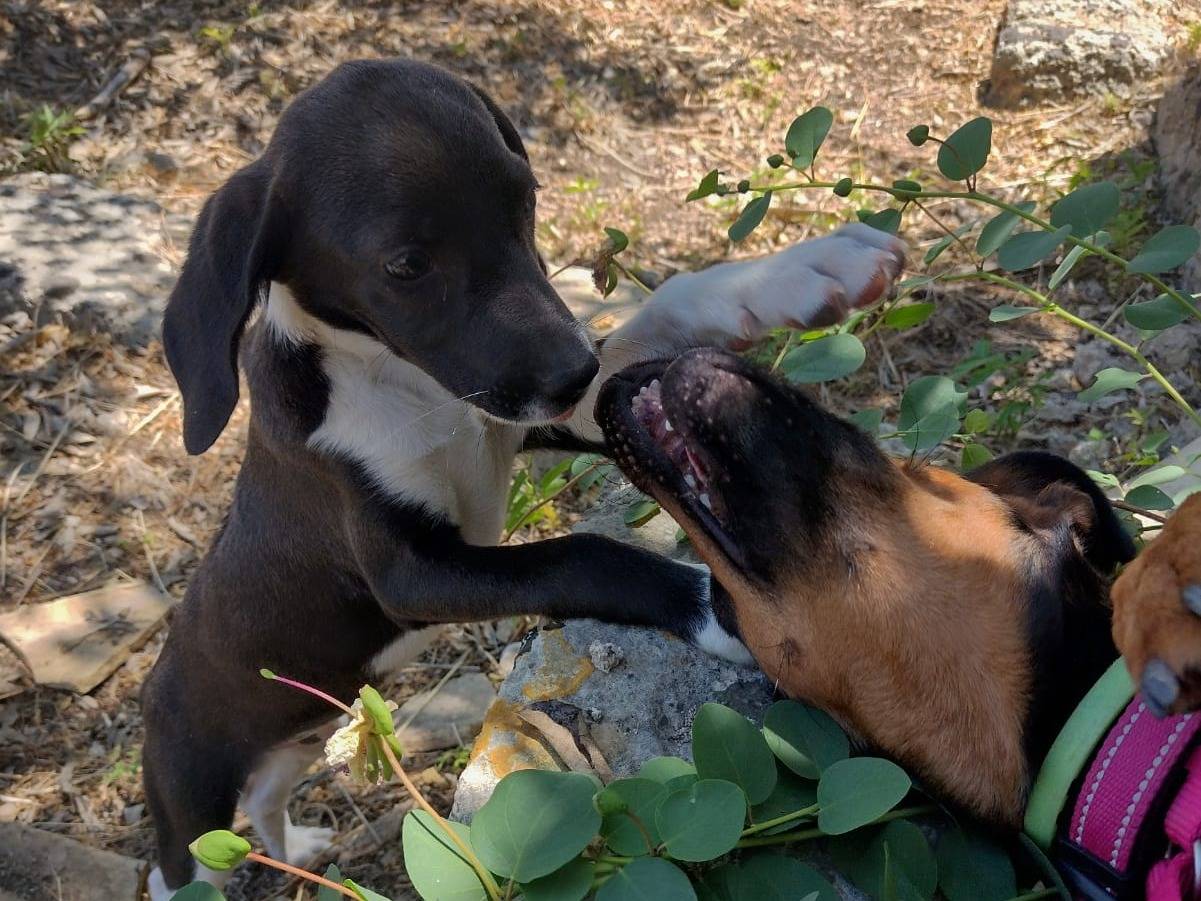 Vuoi adottare un cane a Catania?