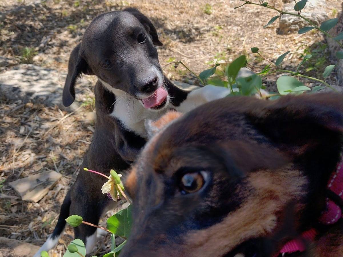 Adotta il cane Timmy a Catania