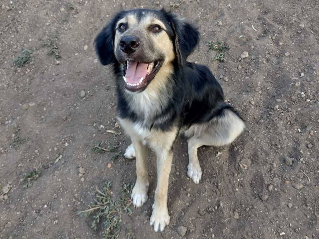 Adotta un cane, maschio, 1 anno e 3 mesi, Catania