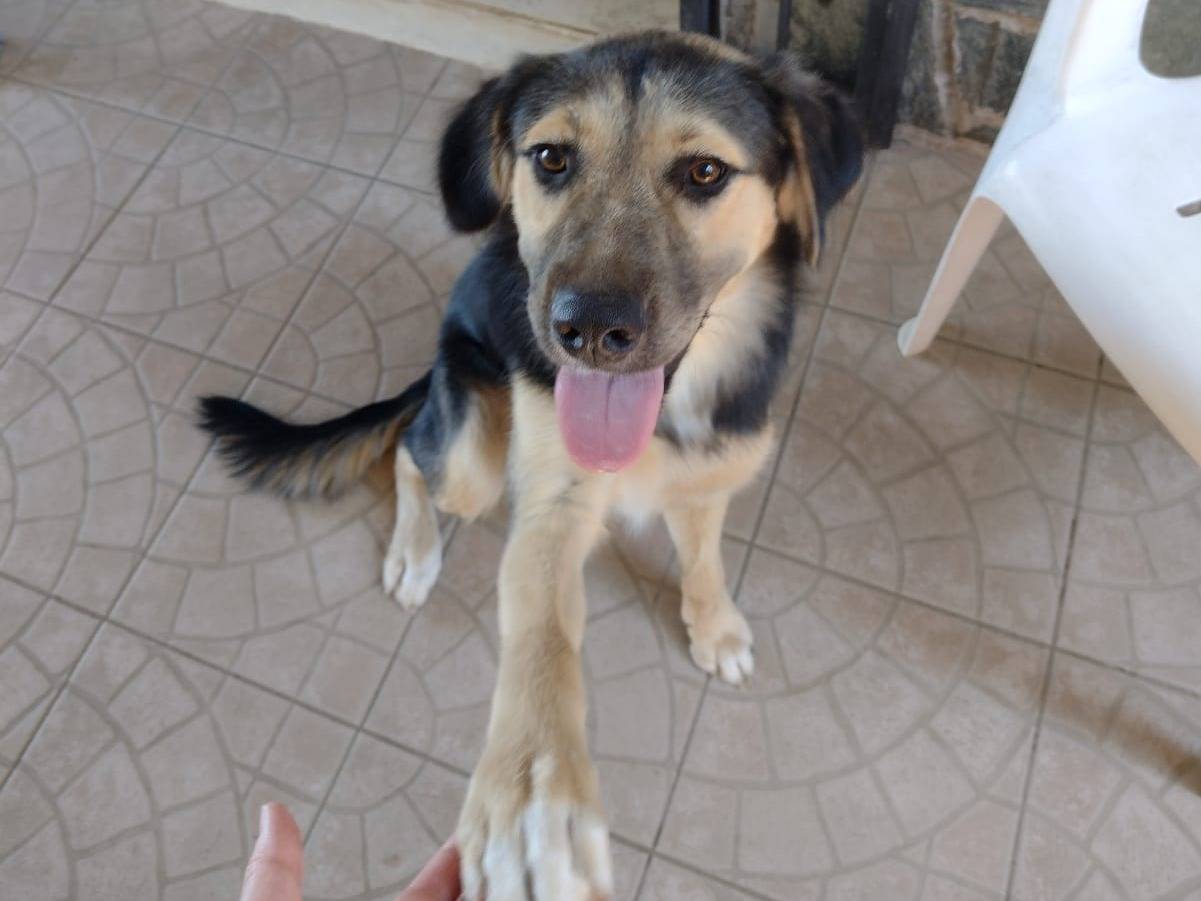Vuoi adottare un cane a Catania?