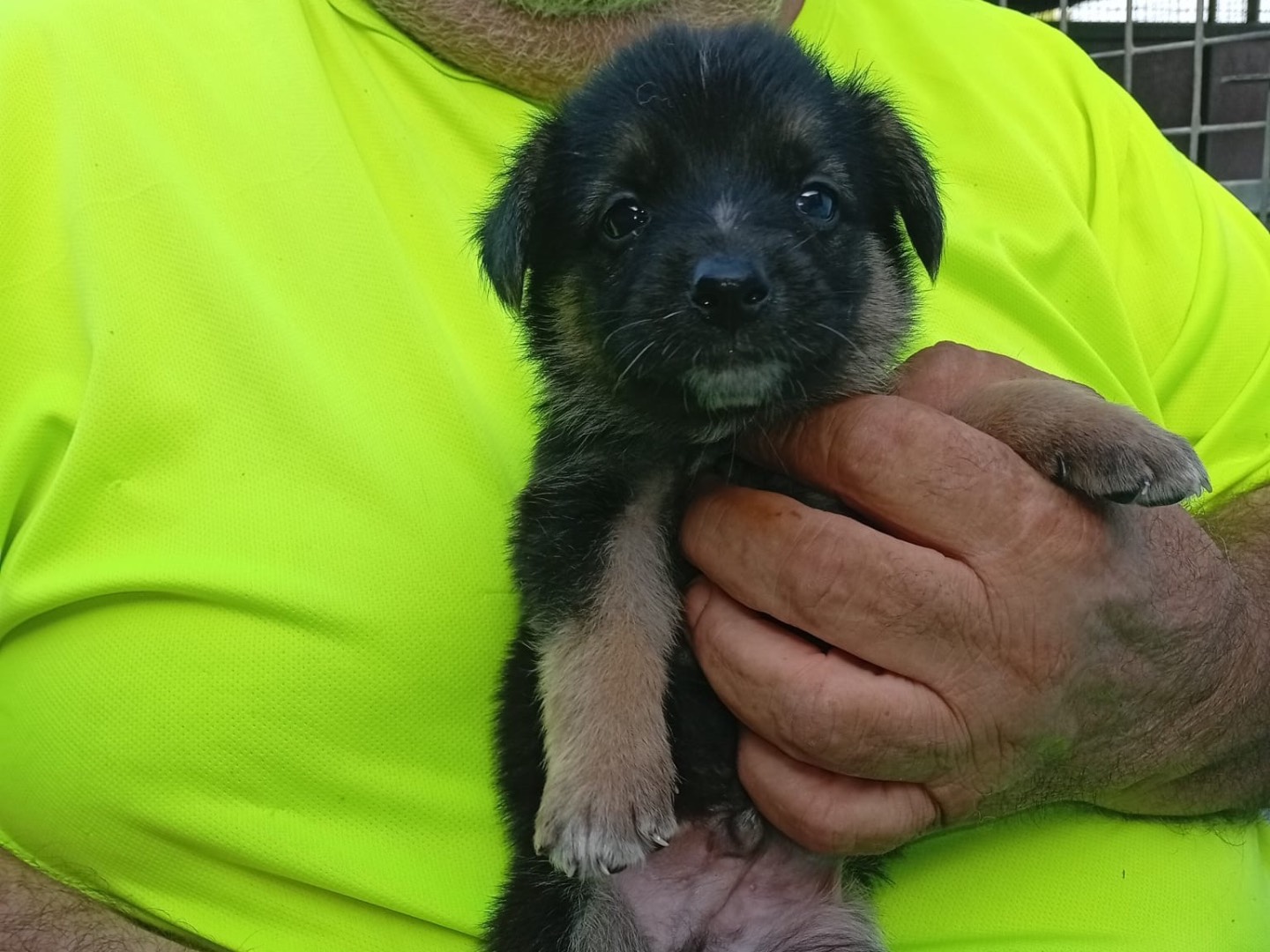 Adozione cane, maschio, Razza sconosciuta Razza sconosciuta, 2 mesi, taglia grande, Crotone