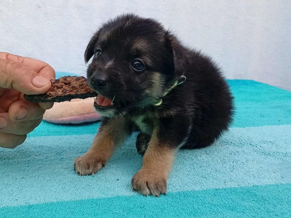 Adotta un cane, maschio, 2 mesi, Crotone