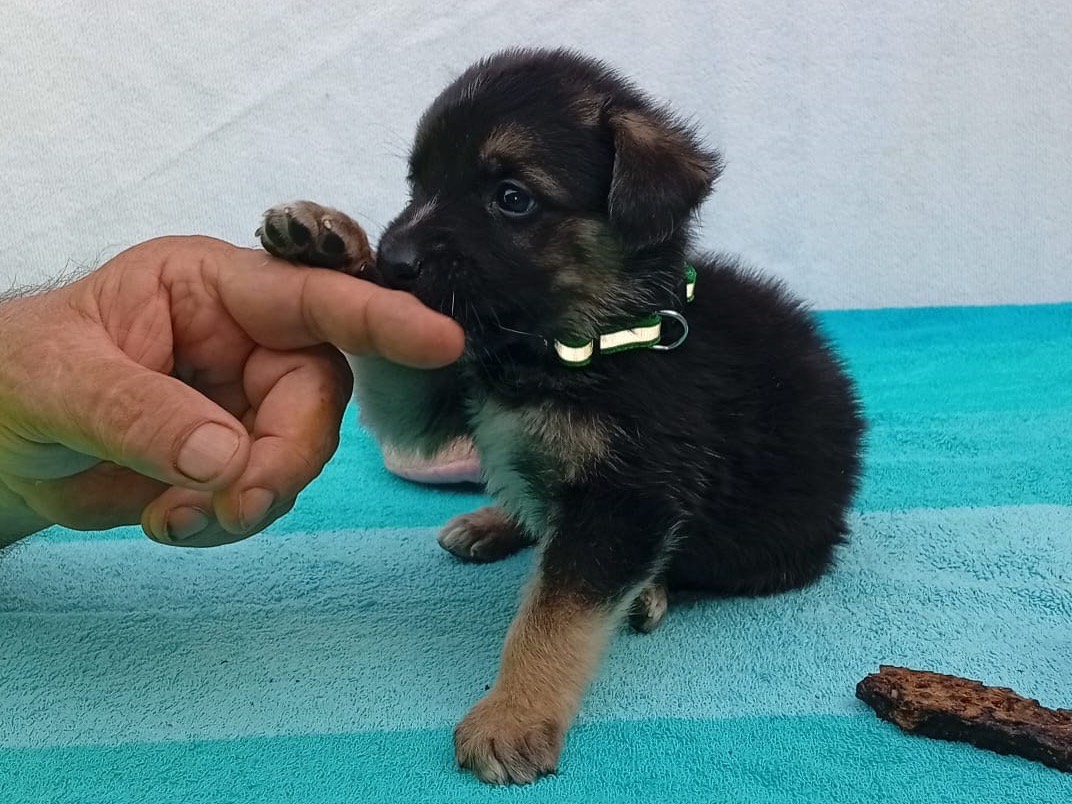 Adotta un cane, taglia grande, maschio, Crotone