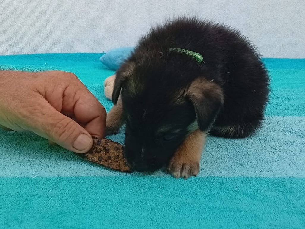 Vuoi adottare un cane a Crotone?