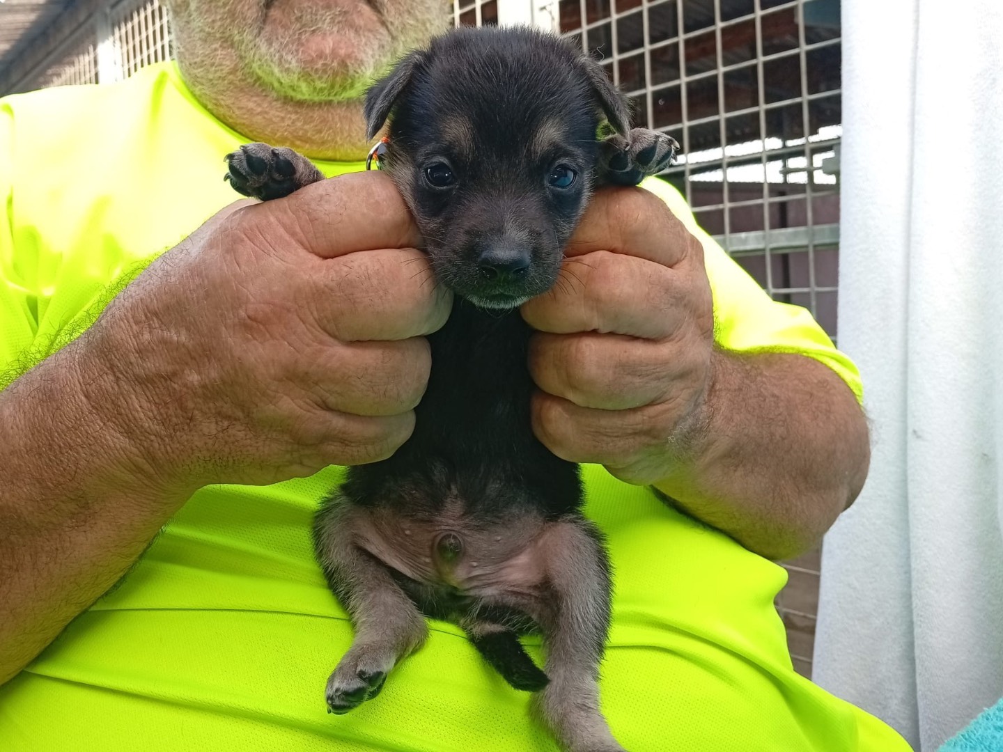 Adozione cane, maschio, Razza sconosciuta Razza sconosciuta, 2 mesi, taglia grande, Crotone