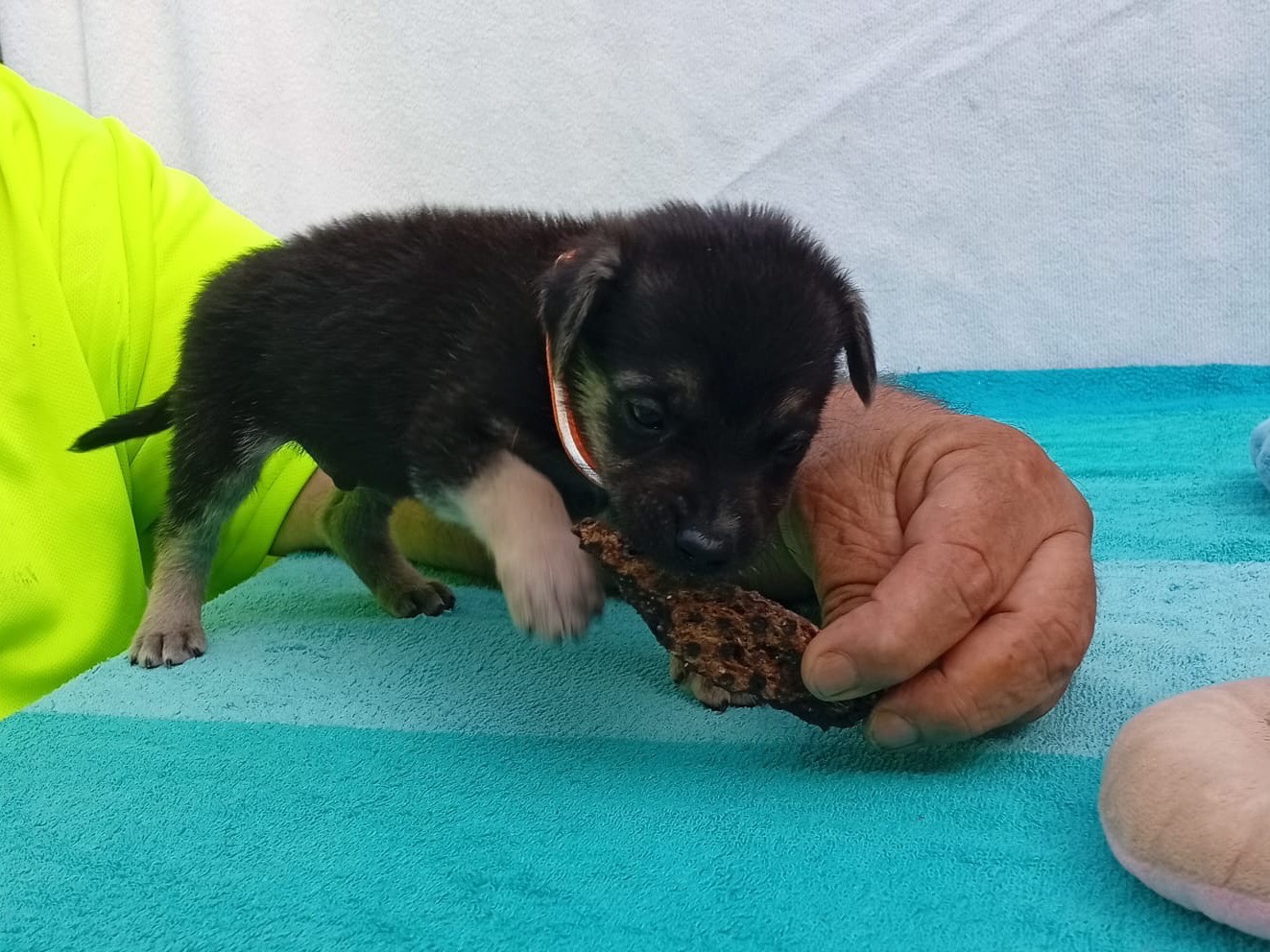 Adotta un cane, maschio, 2 mesi, Crotone