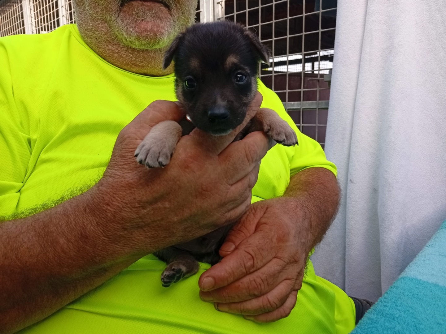 Adotta un cane, taglia grande, maschio, Crotone