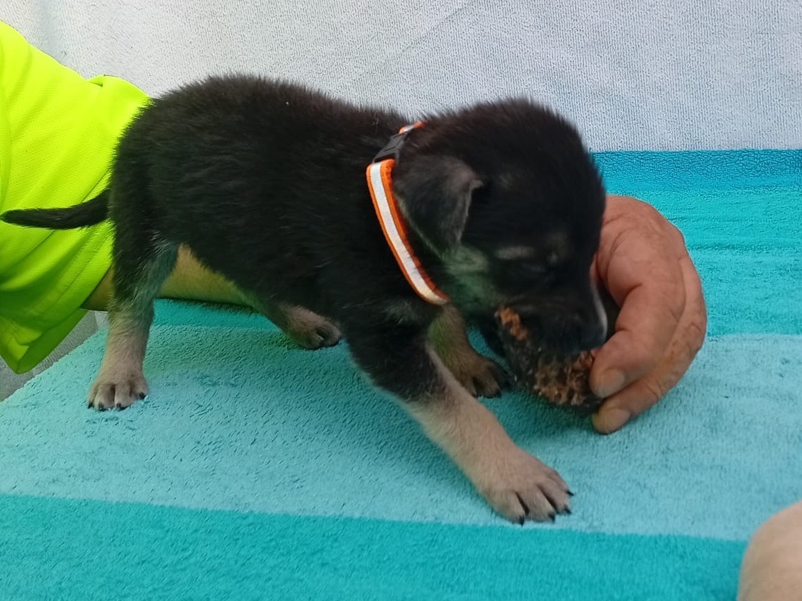 Vuoi adottare un cane a Crotone?