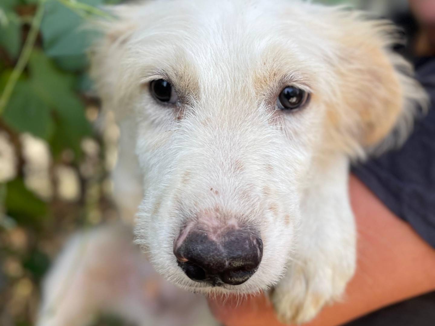 Adozione cane, maschio, Razza sconosciuta Razza sconosciuta, 5 mesi, taglia media, Latina