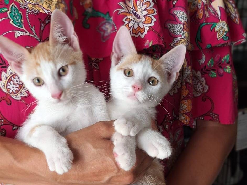 Adozione gatto, maschio, Razza sconosciuta Razza sconosciuta, 3 mesi, taglia non valida, Rimini