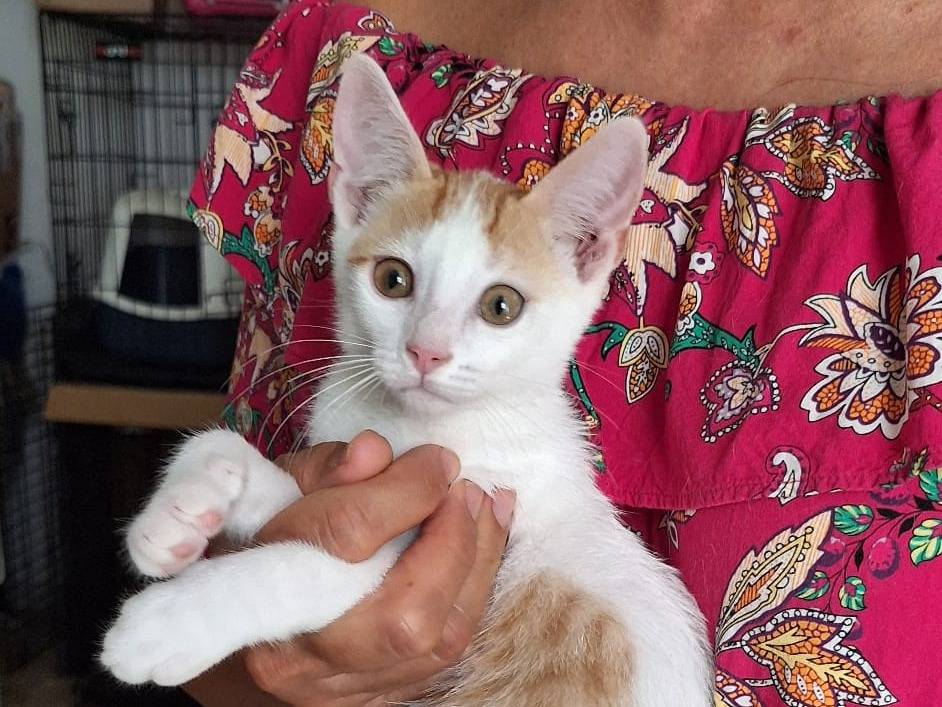 Adotta un gatto, maschio, 3 mesi, Rimini
