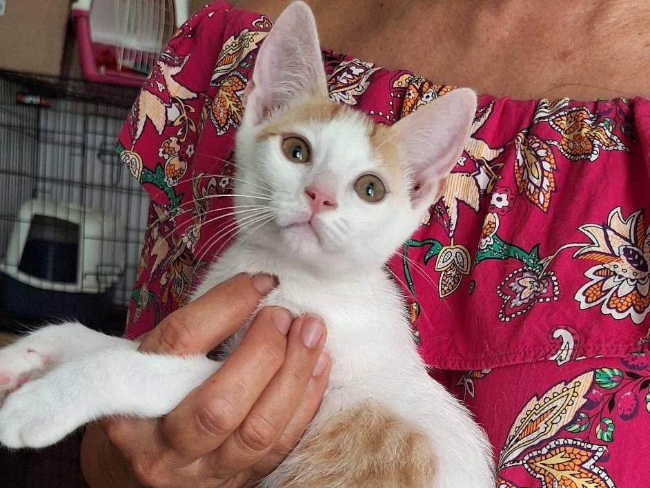 Adotta un gatto, taglia non valida, maschio, Rimini