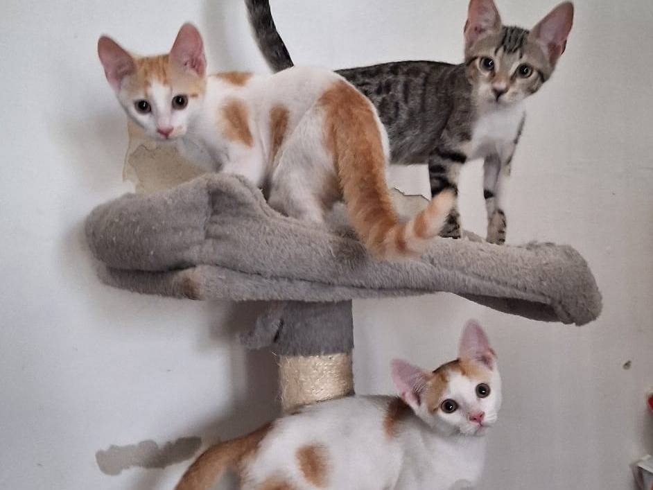 Vuoi adottare un gatto a Rimini?