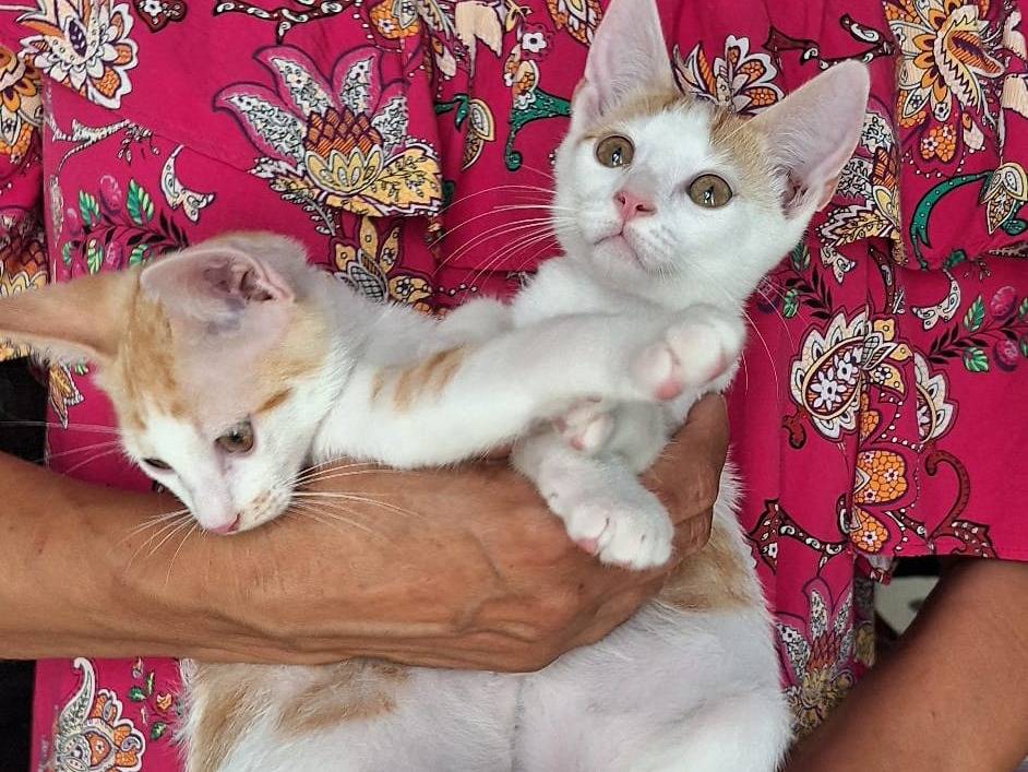 Adotta il gatto CONNOR e GREG a Rimini