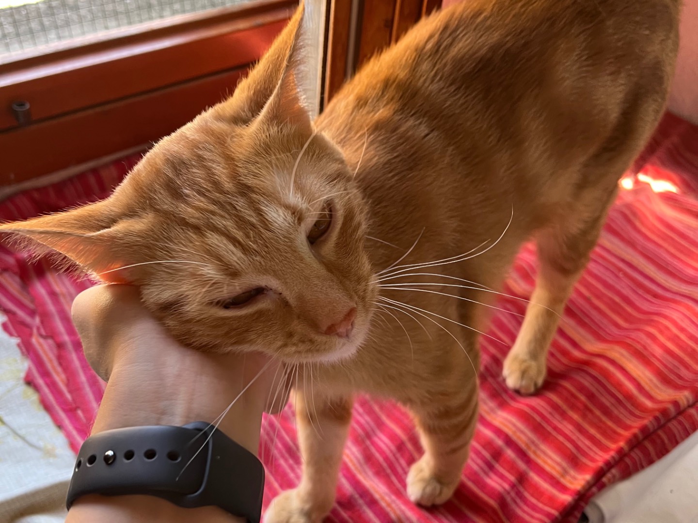Adozione gatto, maschio, Razza sconosciuta Razza sconosciuta, 1 anno e 7 mesi, taglia non valida, Padova