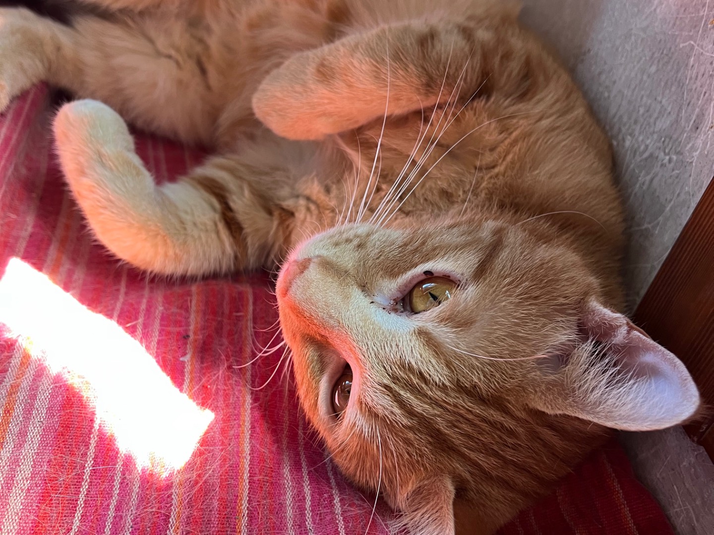 Adotta un gatto, maschio, 1 anno e 7 mesi, Padova