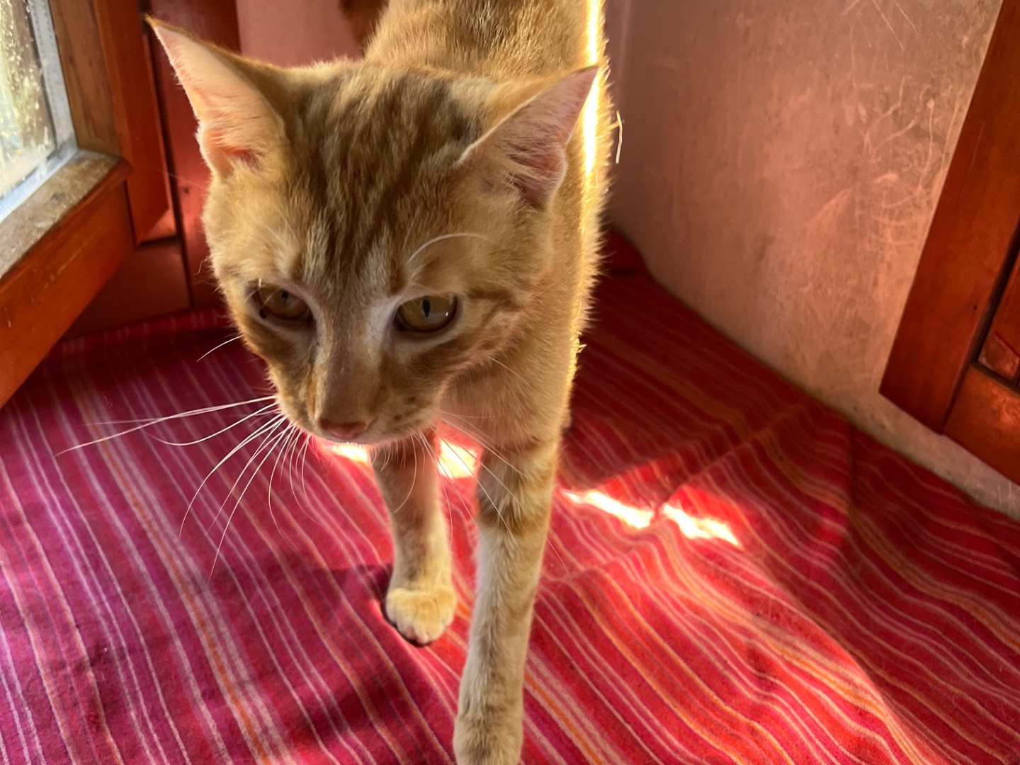 Adotta un gatto, taglia non valida, maschio, Padova