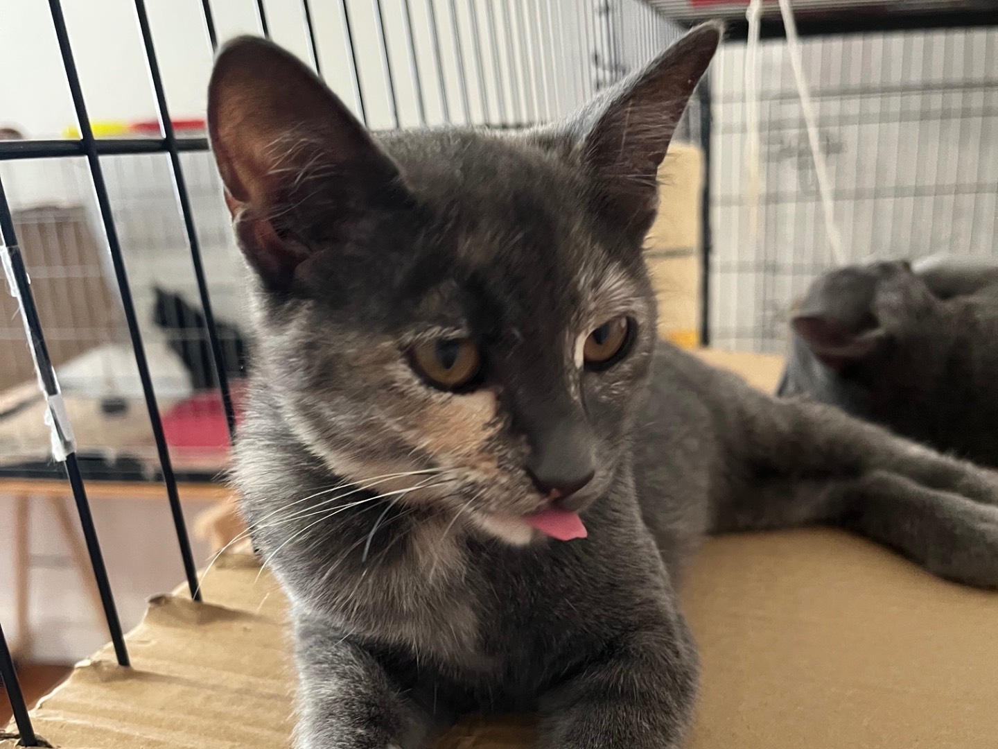 Adozione gatto, femmina, Razza sconosciuta Razza sconosciuta, 3 mesi, taglia non valida, Padova