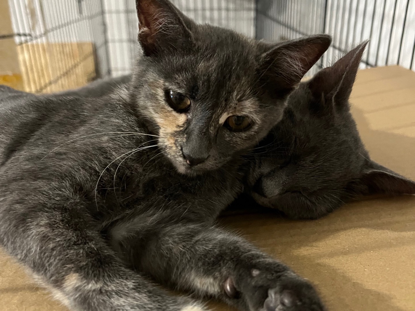 Adotta un gatto, femmina, 3 mesi, Padova